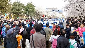天国乐团在韩国第七届汝矣岛樱花节上应邀表演，吸引许多观众