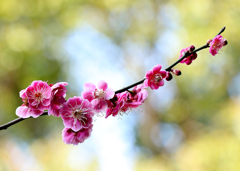 Image for article Couple Blessed with Good Fortune after Encountering Falun Gong