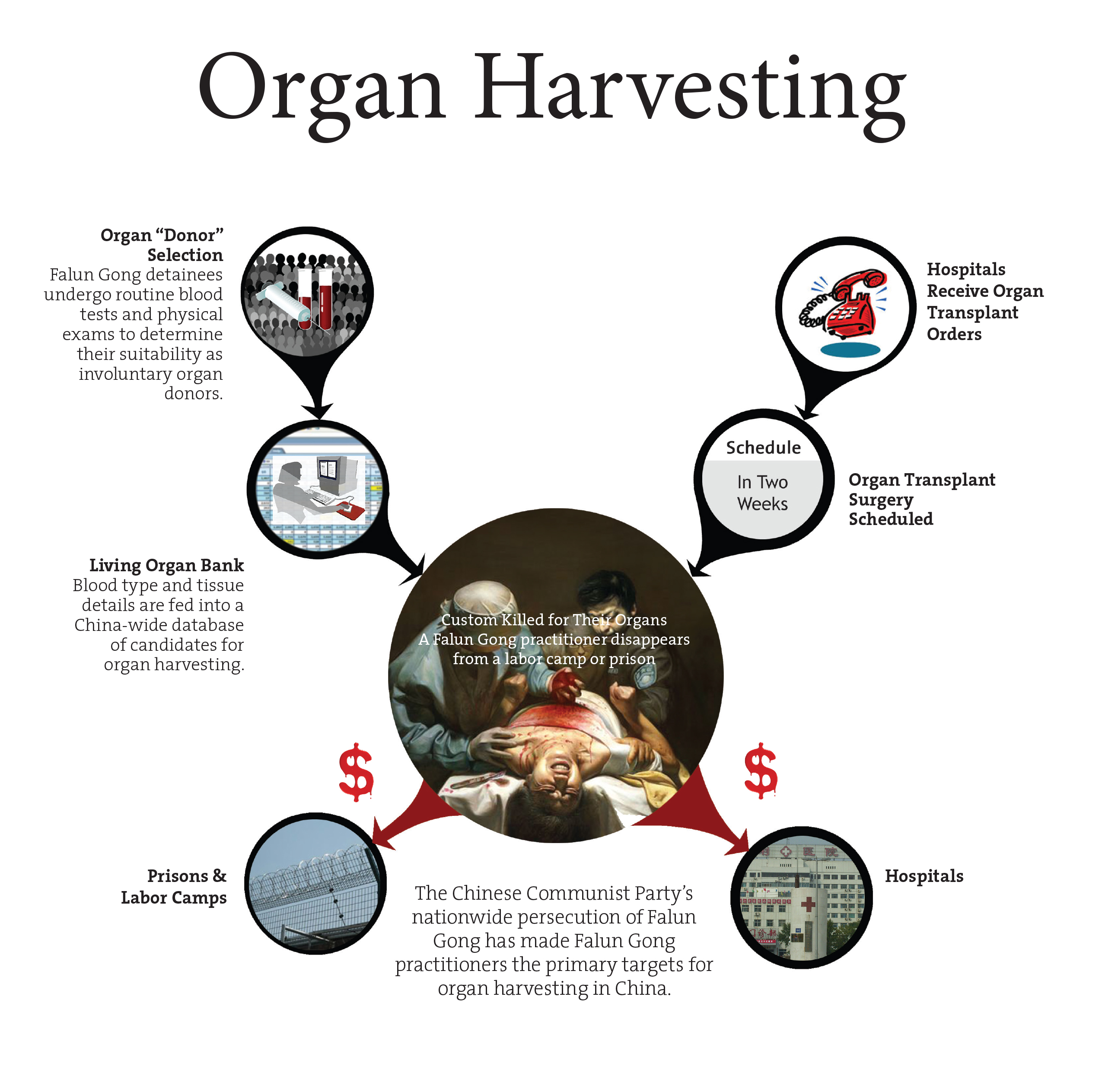 Image result for organ harvesting china