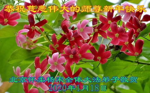 Image for article I praticanti della Falun Dafa di Pechino augurano rispettosamente al Maestro Li Hongzhi un felice anno nuovo cinese (23 saluti)