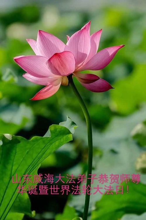 Image for article Praktisi Falun Dafa dari Tiongkok Merayakan Hari Falun Dafa Sedunia dan Dengan Hormat Mengucapkan Selamat Ulang Tahun kepada Guru Li Hongzhi (30 Ucapan)