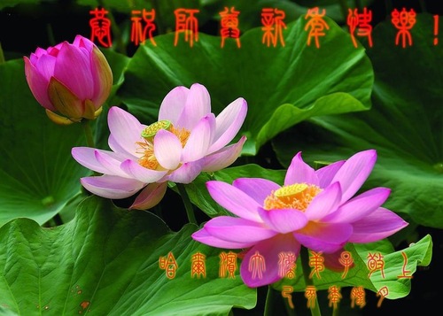 Image for article I praticanti della Falun Dafa della città di Harbin augurano rispettosamente al Maestro Li Hongzhi un felice anno nuovo cinese (20 saluti)