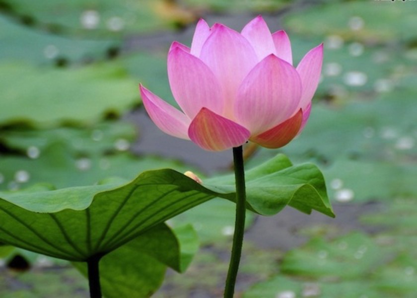 Image for article Falun Dafa Miraculously Renewed My Body
