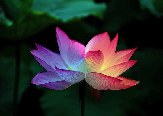 Image for article Falun Dafa Saved Me from Chronic Sickness