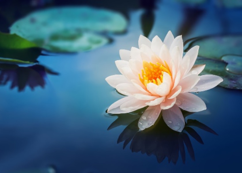 Image for article Minghui Helps Me Walk a Divine Path