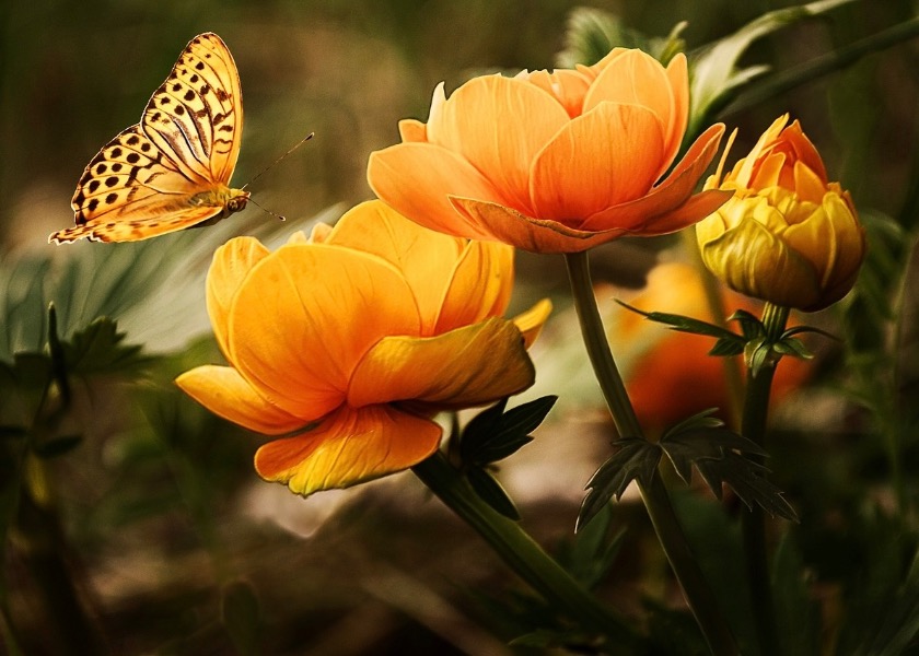 Image for article All My Diseases Disappeared After Practicing Falun Dafa