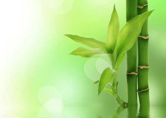 Image for article Dafa Gave Me a Second Lease on Life