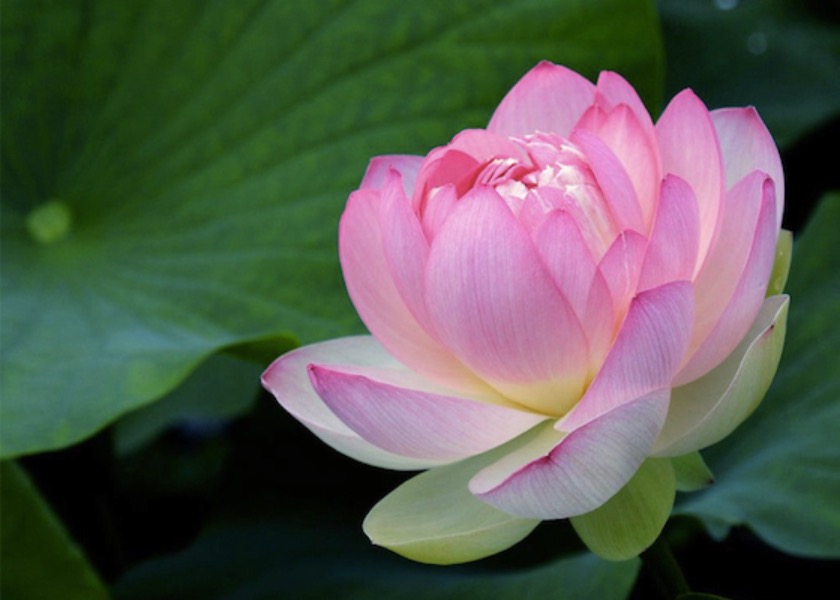 Image for article So Fortunate to Cultivate Falun Dafa