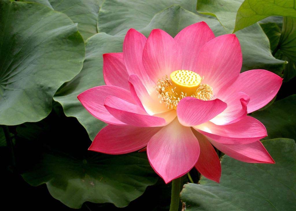 Image for article Falun Dafa: Peaceful Journey (Text Only)