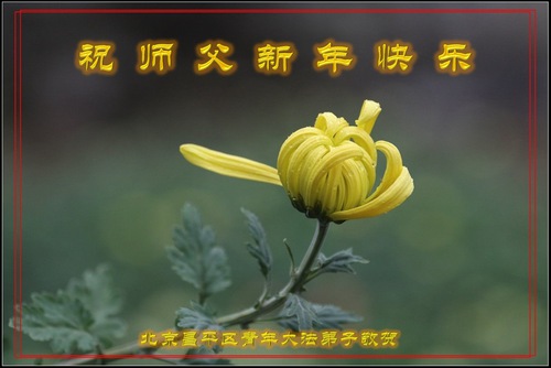 Image for article I praticanti della Falun Dafa di Pechino augurano rispettosamente al Maestro Li Hongzhi un felice anno nuovo (22 auguri) 