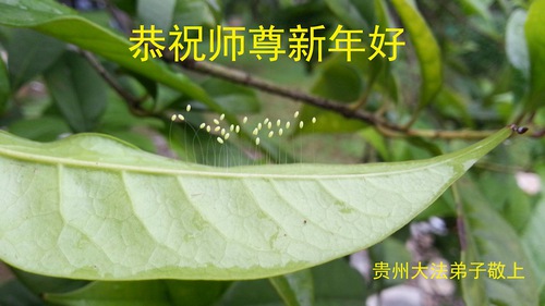 Image for article I praticati della Falun Dafa della provincia del Guizhou augurano rispettosamente al Maestro Li Hongzhi un felice anno nuovo cinese (31 Auguri)