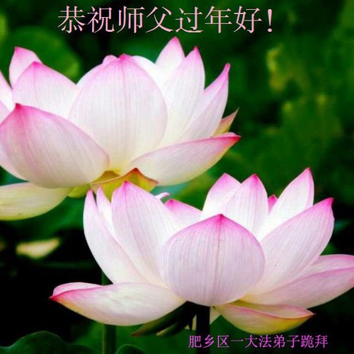Image for article I praticati della Falun Dafa della provincia dell'Hebei augurano rispettosamente al Maestro Li Hongzhi un felice anno nuovo cinese (23 Auguri)