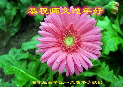 Image for article I praticanti della Falun Dafa della città di Shijiazhuang augurano rispettosamente al Maestro Li Hongzhi un Felice Anno Nuovo Cinese (29 auguri) 