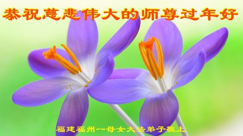 Image for article I praticati della Falun Dafa della provincia del Fujian augurano rispettosamente al Maestro Li Hongzhi un felice anno nuovo cinese (25 Auguri)