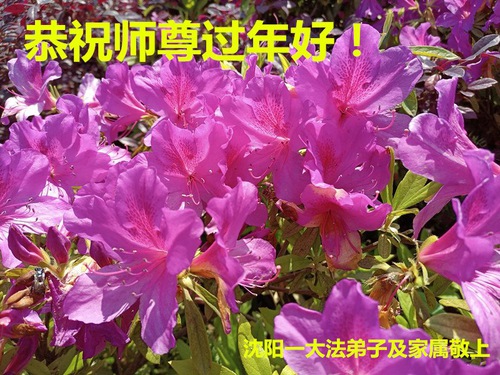 Image for article I praticanti della Falun Dafa di Shenyang augurano rispettosamente al Maestro Li Hongzhi un felice anno nuovo cinese (21 saluti) 