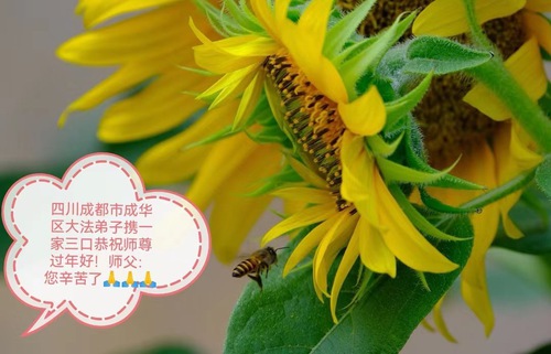 Image for article I praticanti della Falun Dafa della città di Chengdu augurano rispettosamente al Maestro Li Hongzhi un Felice Anno Nuovo Cinese (24 auguri) 