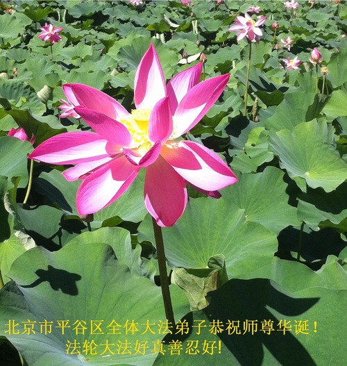 Image for article Praktisi Falun Dafa dari Beijing Merayakan Hari Falun Dafa Sedunia dan dengan Hormat Mengucapkan Selamat Ulang Tahun kepada Guru Li Hongzhi (30 Ucapan)