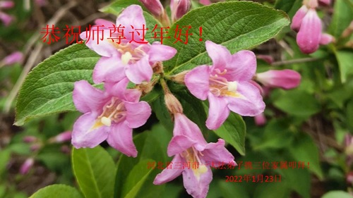 Image for article Praktisi Falun Dafa dari Kota Langfang dengan Hormat Mengucapkan Selamat Tahun Baru Imlek kepada Guru Li Hongzhi (21 Ucapan)