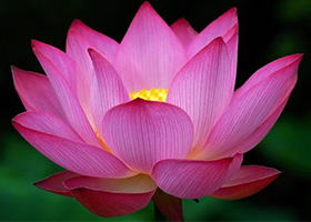 Image for article Clarifying the Truth with Lotus Flowers