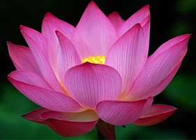 Image for article Applying “When it’s difficult to endure, you can endure it” in My Life