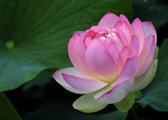 Image for article Righteous Thoughts Dissolve Tribulations and Help People Quit the CCP