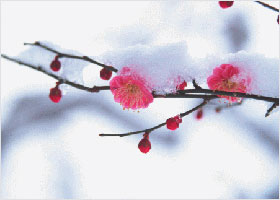 Image for article Japanese Woman Shares Her Cultivation Experiences
