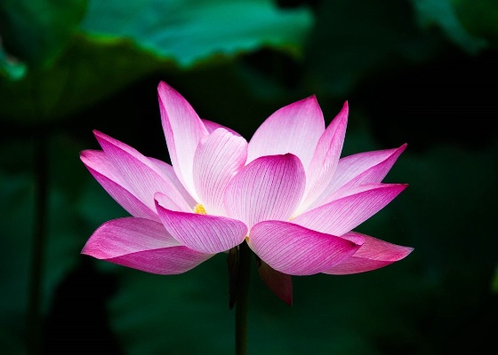 Image for article Practitioners Outside of China Inspired by Minghui Essays